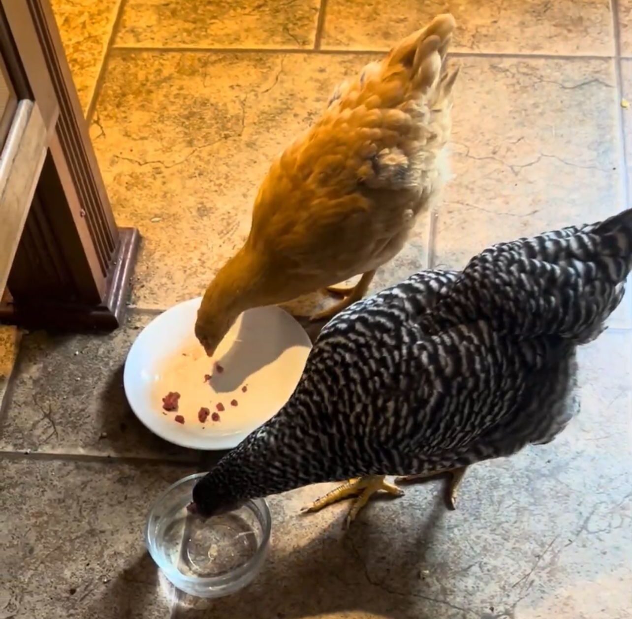 Chickens eating cat food